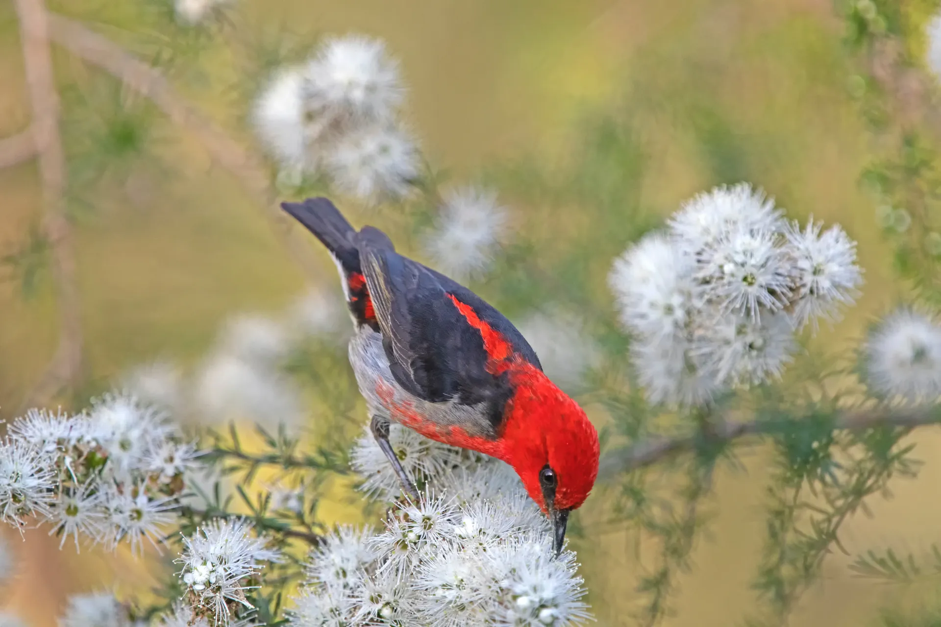male scarlet honeyeater on white flower - kunzea ambigua - tick bush
