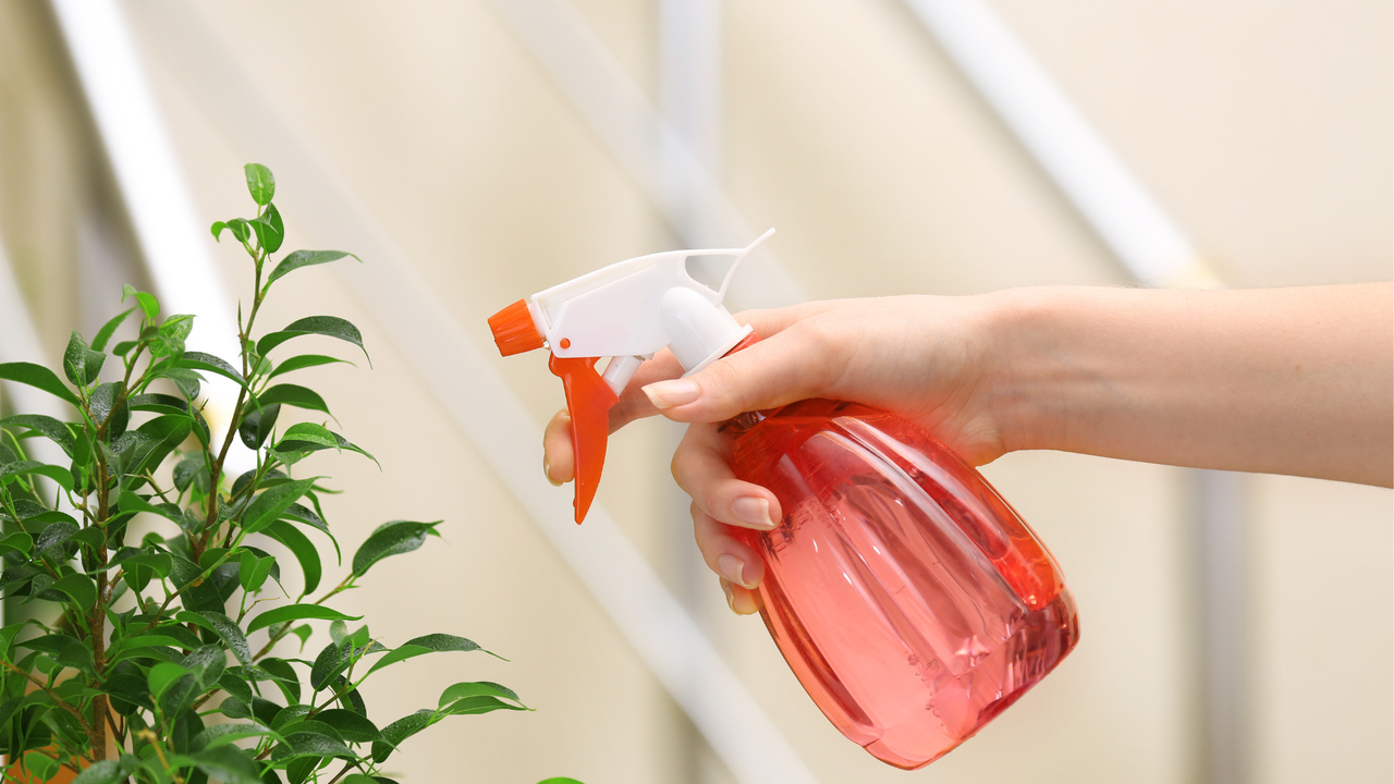 someone spraying a plant from a handheld bottle