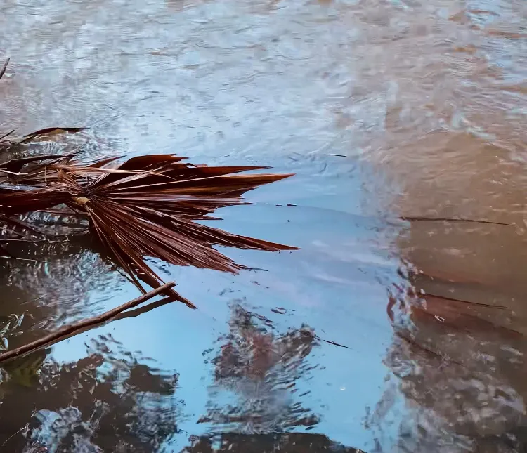 Debris floats in floodwater.