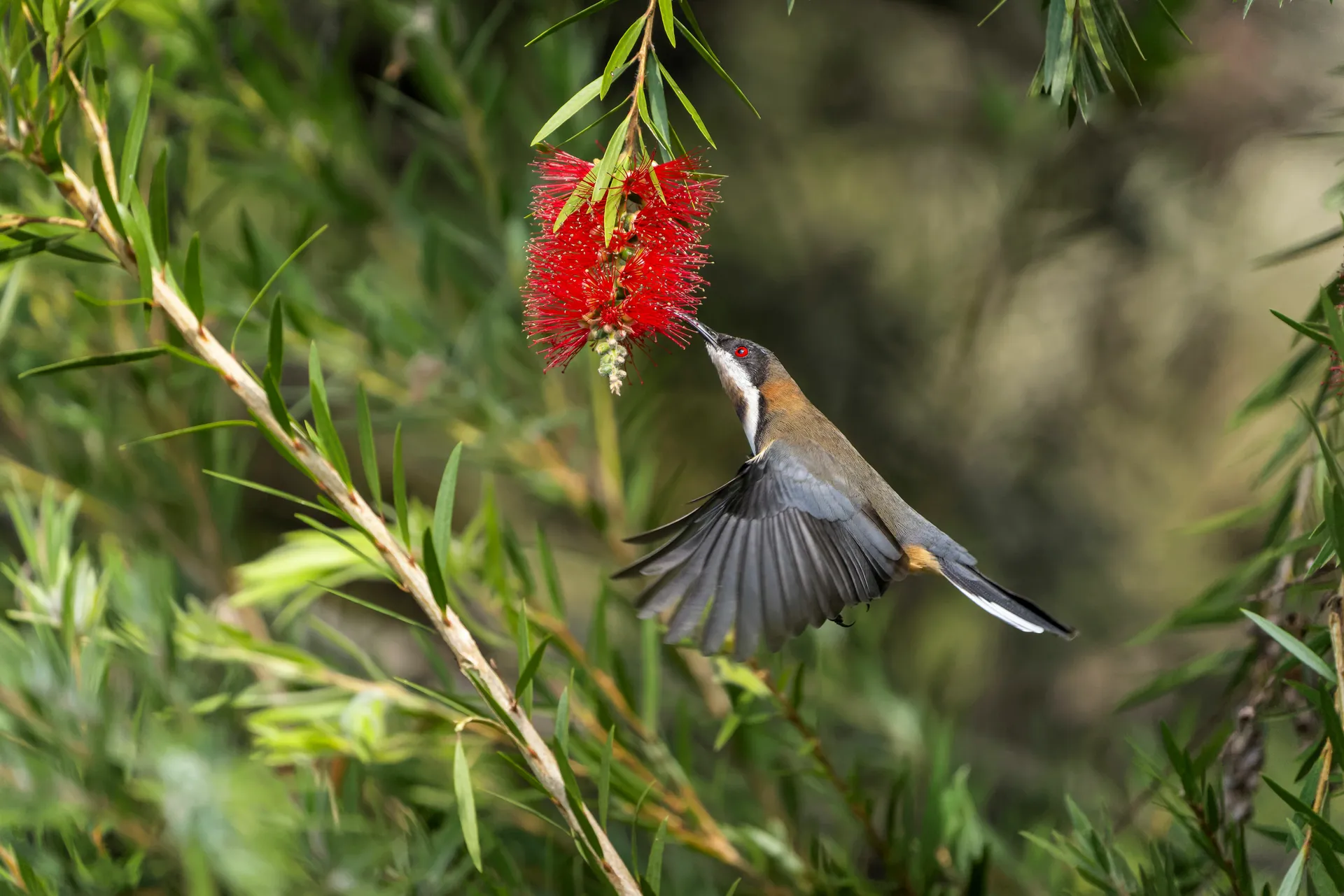 Closeup of an Eastern Spinebill touching a red flowering bottlebrush with its beak captured in flight