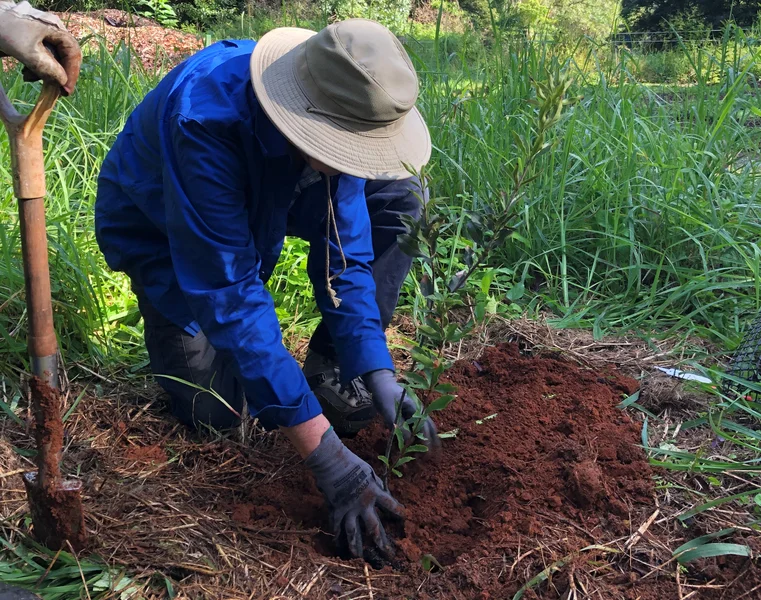 Maroochy%20Nut%20planting_OurSC.jpg