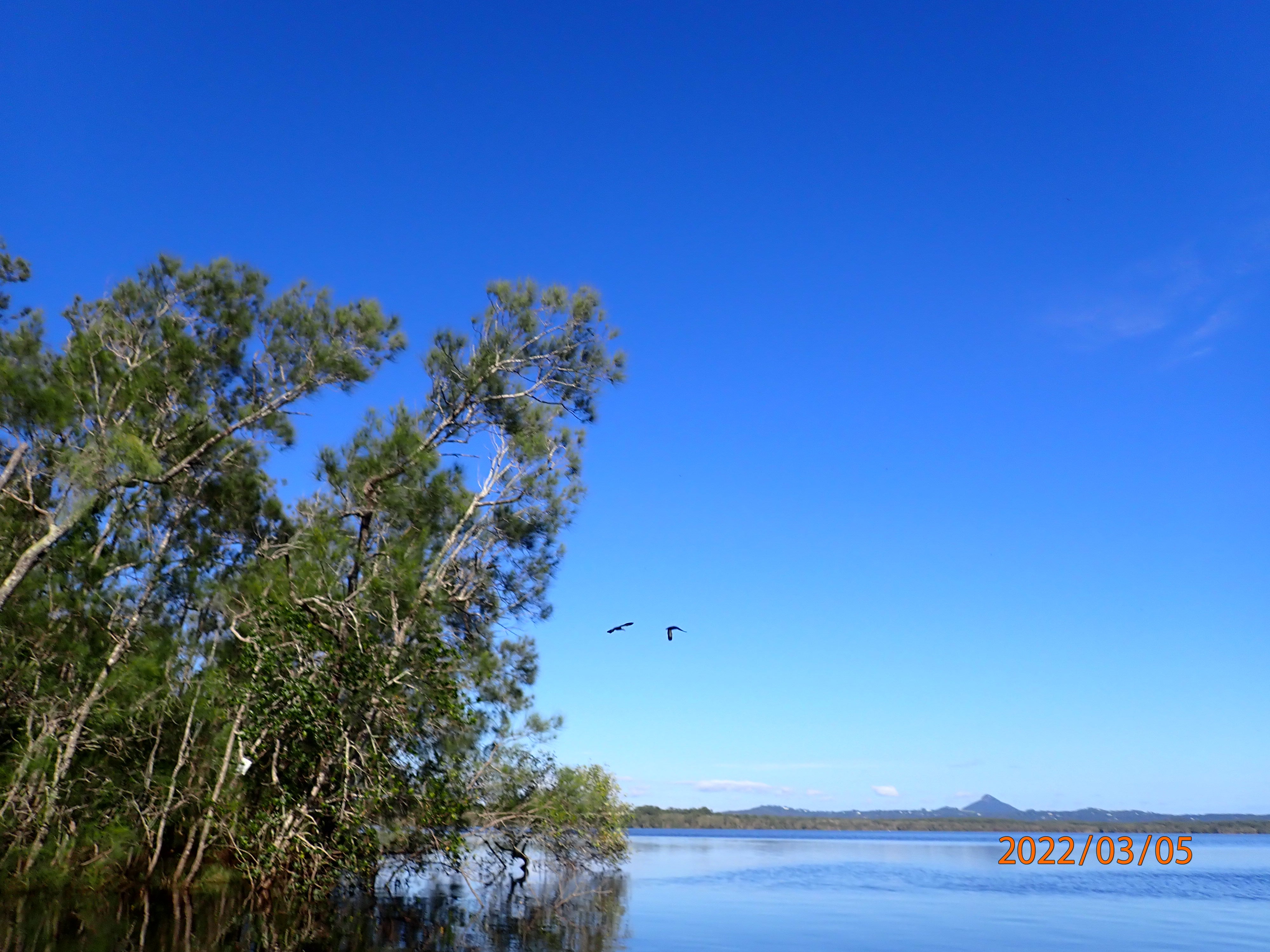 Birds at Lake Weyba. Photo courtesy of Jane Powell.