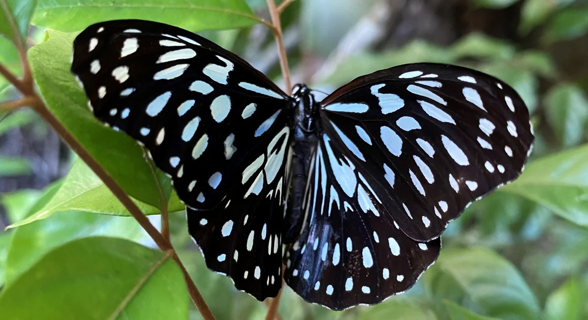 Maintaining a butterfly garden