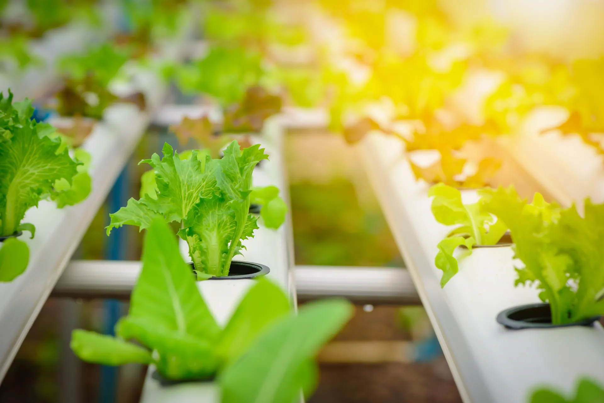 Vertical hydroponic gardening system