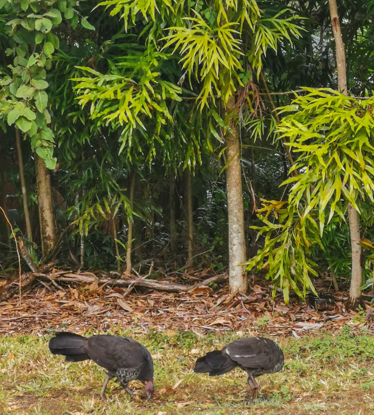 2404_bush%20turkeys_edited.jpg