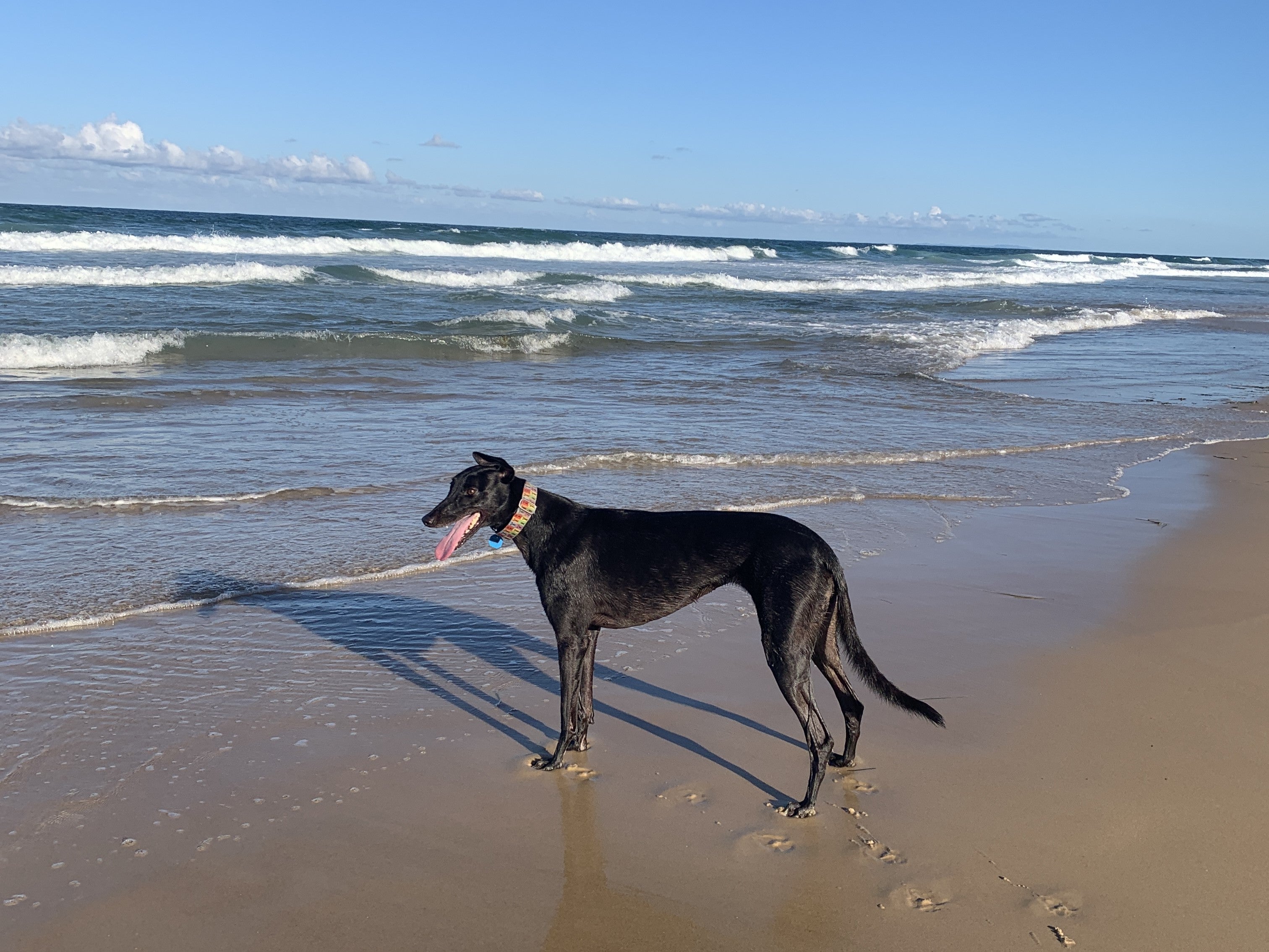black large dog on beach pet registration