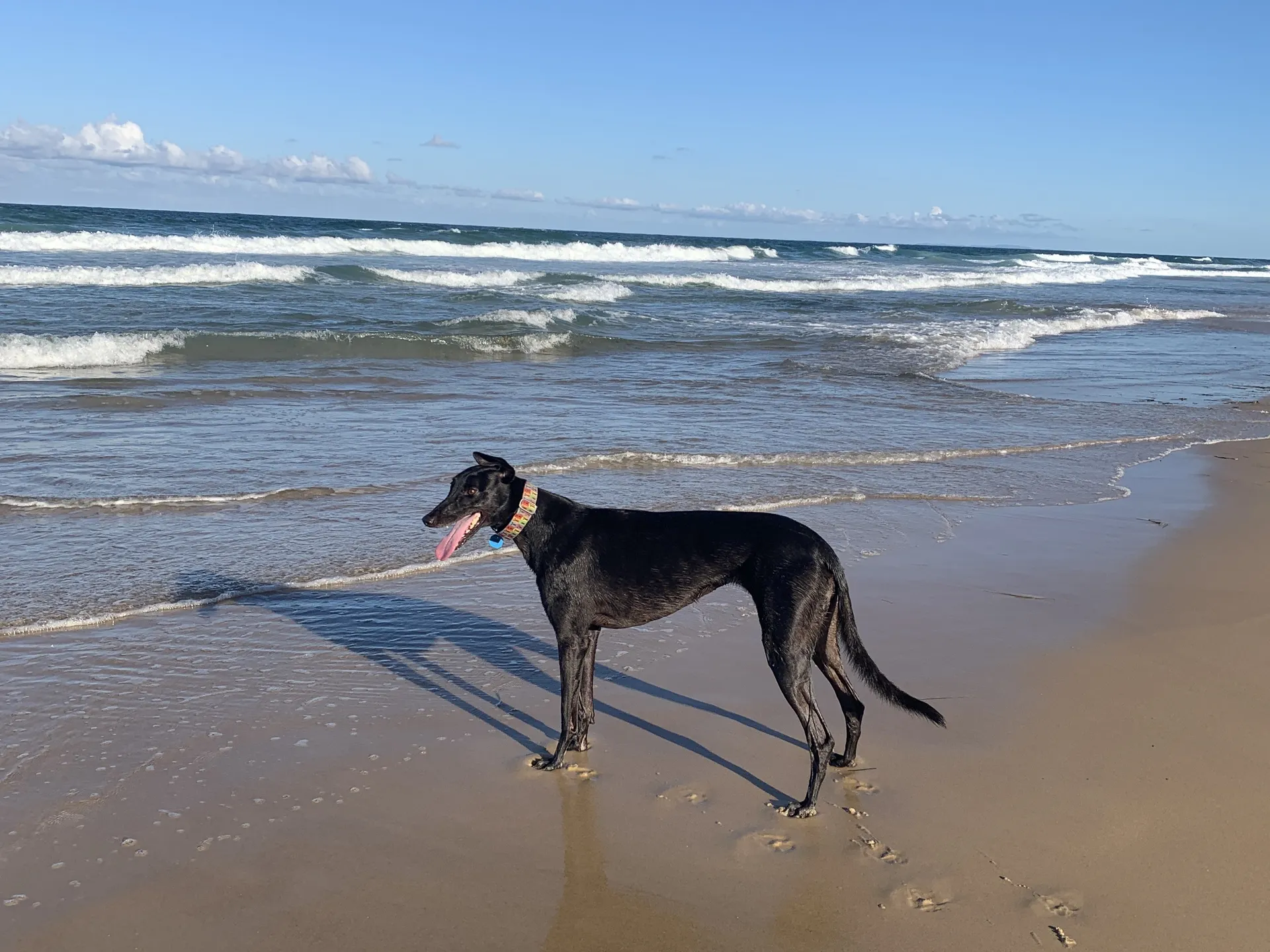 black large dog on beach pet registration