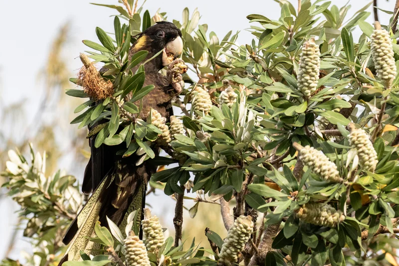 Yellow-tailed Black Cockatoo feeding on Banksia cones.