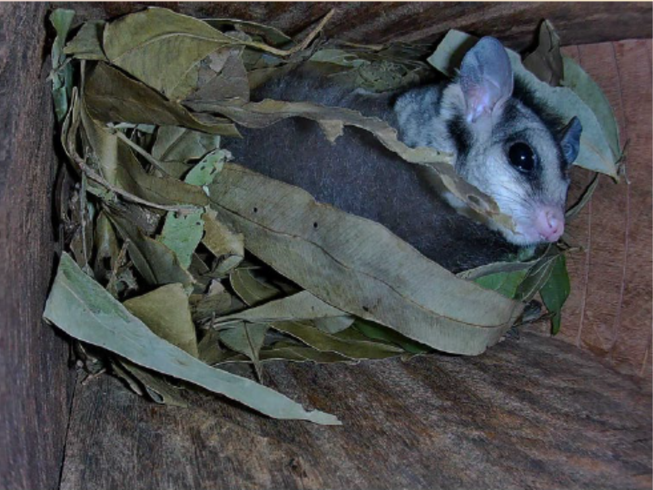Possum.png