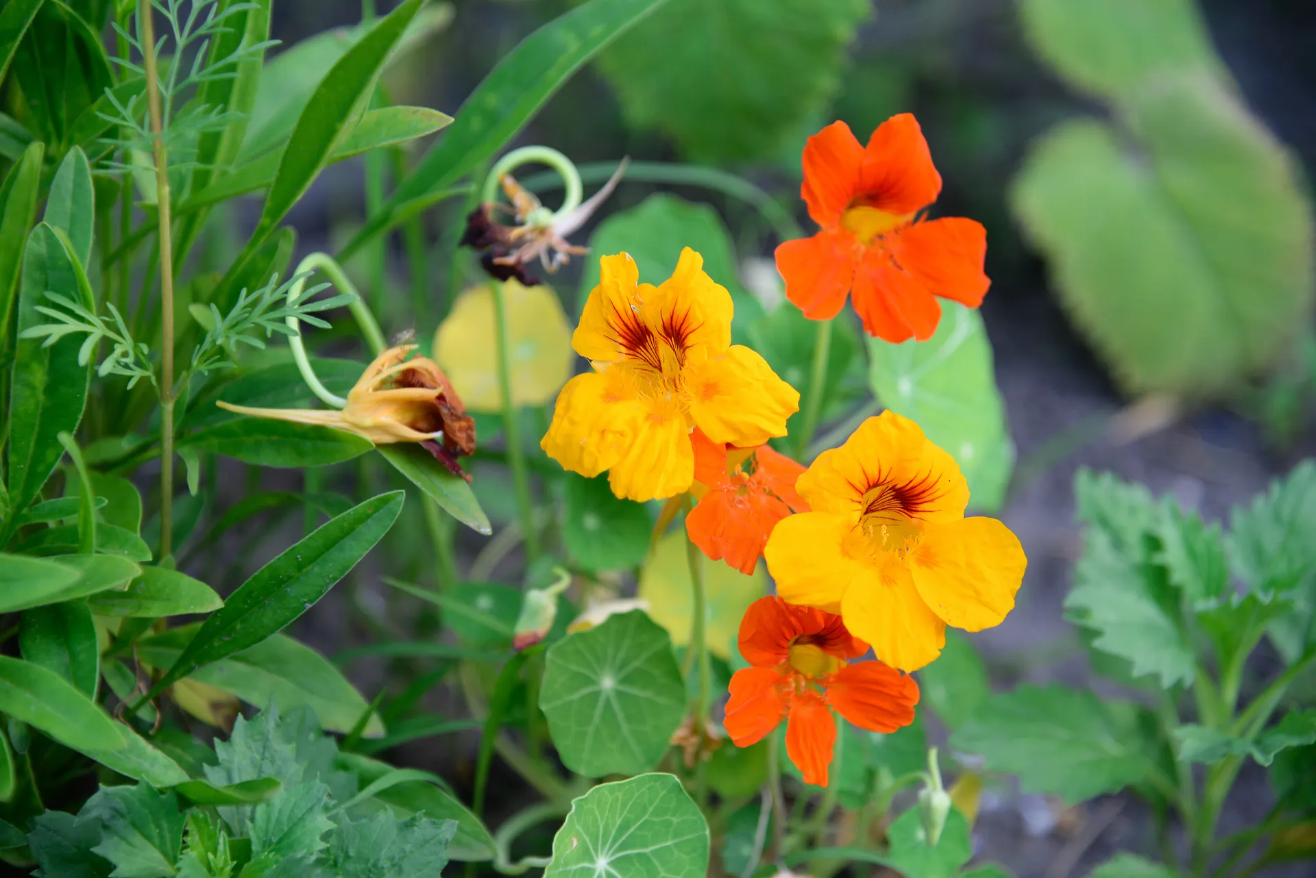 Nasturtiums