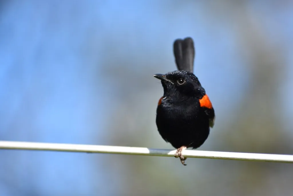 LUCAS-Reef_Red-backed-Fairy-wren_Mt-Coolum-1024x684.jpeg
