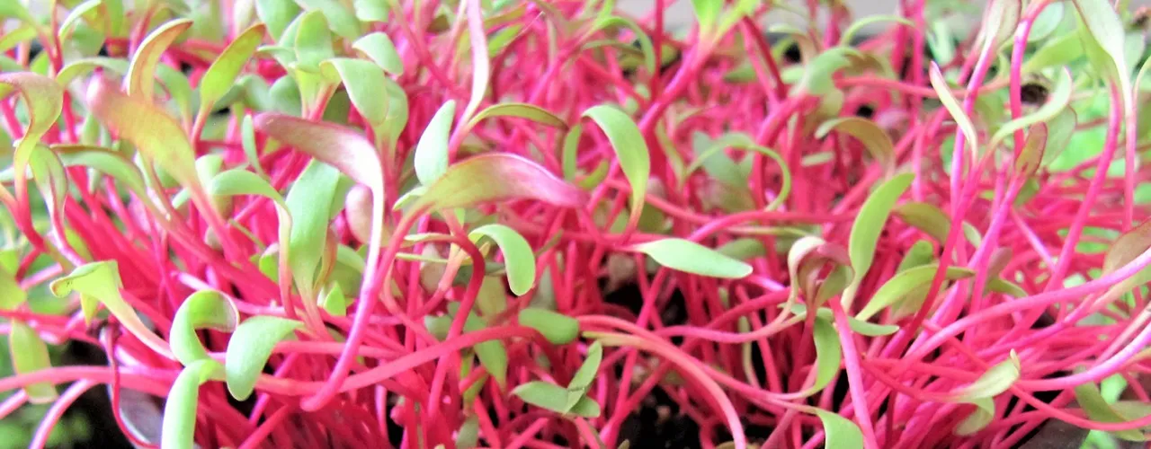 beetroot microgreens