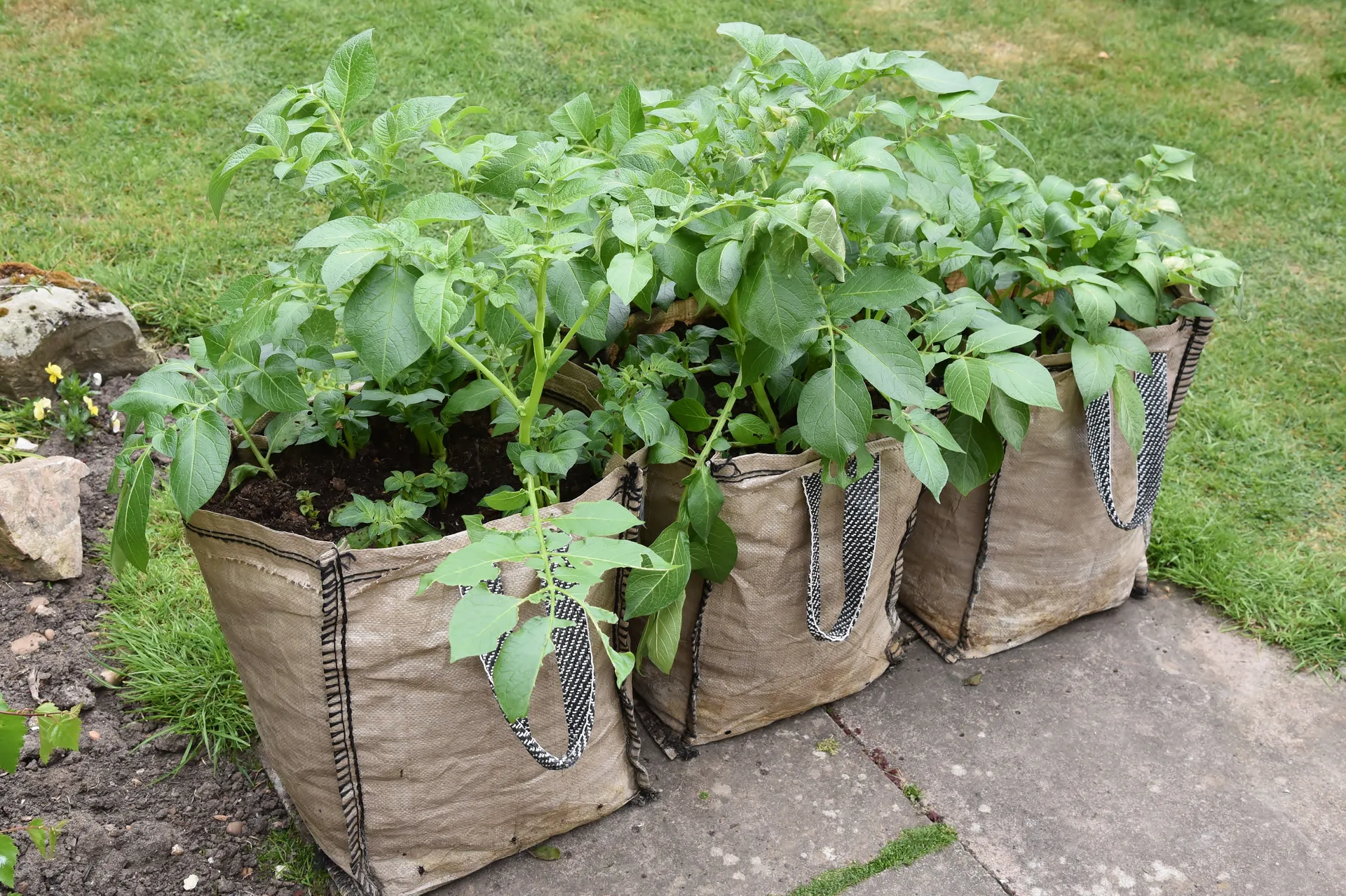 potatoes growing in large grow bags