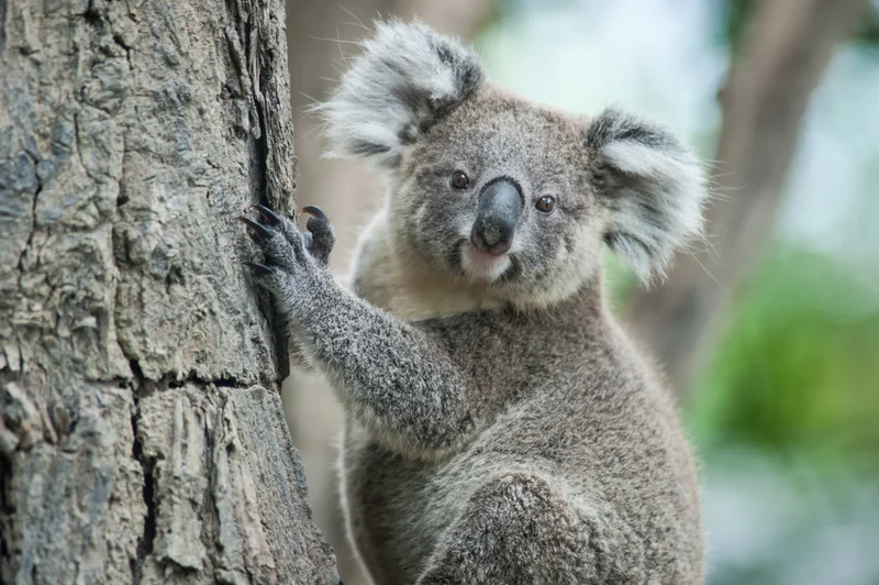A boost for Sunshine Coast koalas