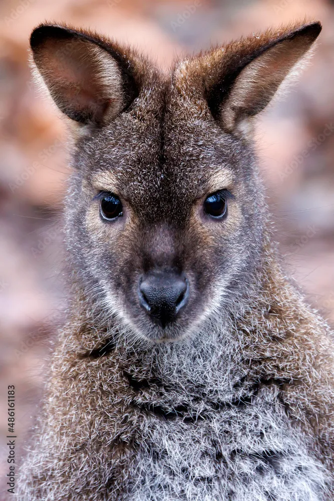 red-necked-wallaby-2-1.jpg