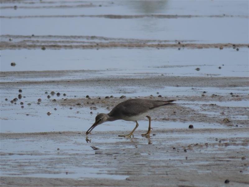 wandering tattler