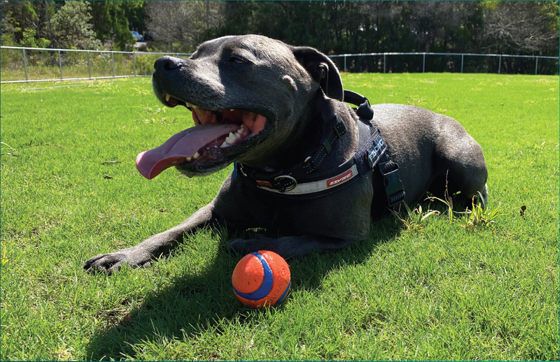 Have-your-say-on-dog-exercise-area-in-Yandina.png