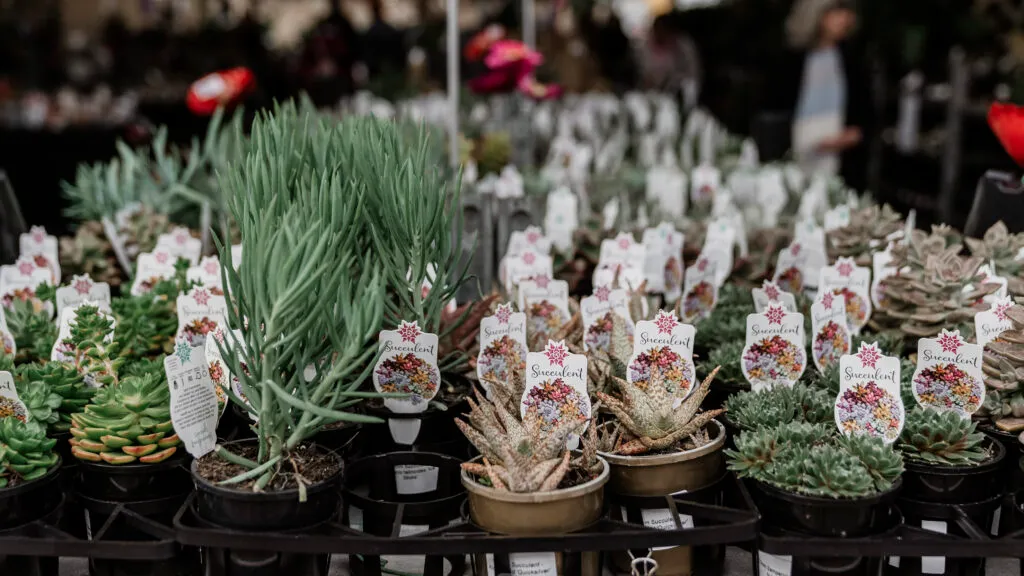 Plants-at-the-Queensland-Garden-Expo-1-1024x576.jpg