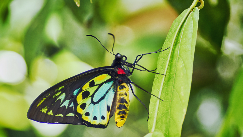 Gardening for butterflies