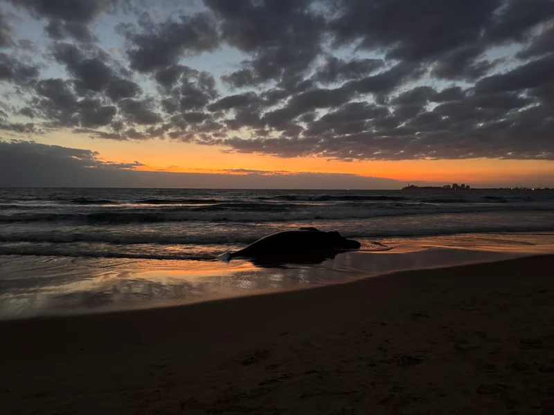 whale at Alex Beach 23 September 2026