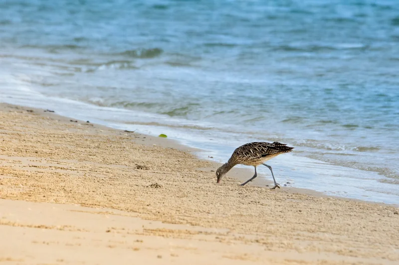 Eastern-Curlew-Feeding-scaled.jpg