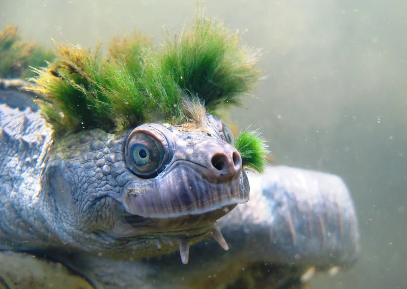 The Mary River turtle.