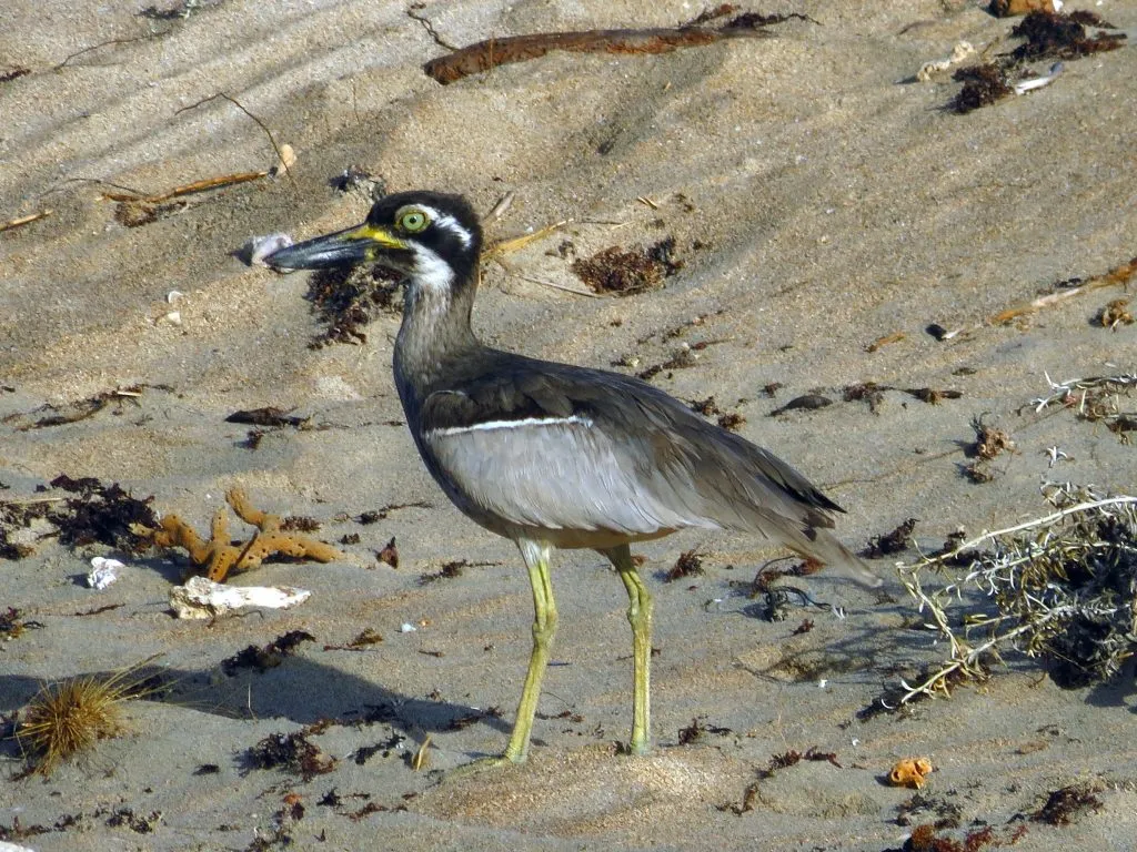 Beach-Stone-Curlew-1024x768.jpg