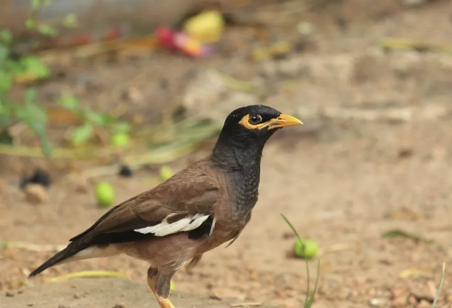 IMAGE%202%20Indian%20myna%20bird.jpg