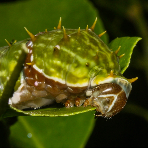 Orchard swallowtail caterpillar - Rod Edmonds.png