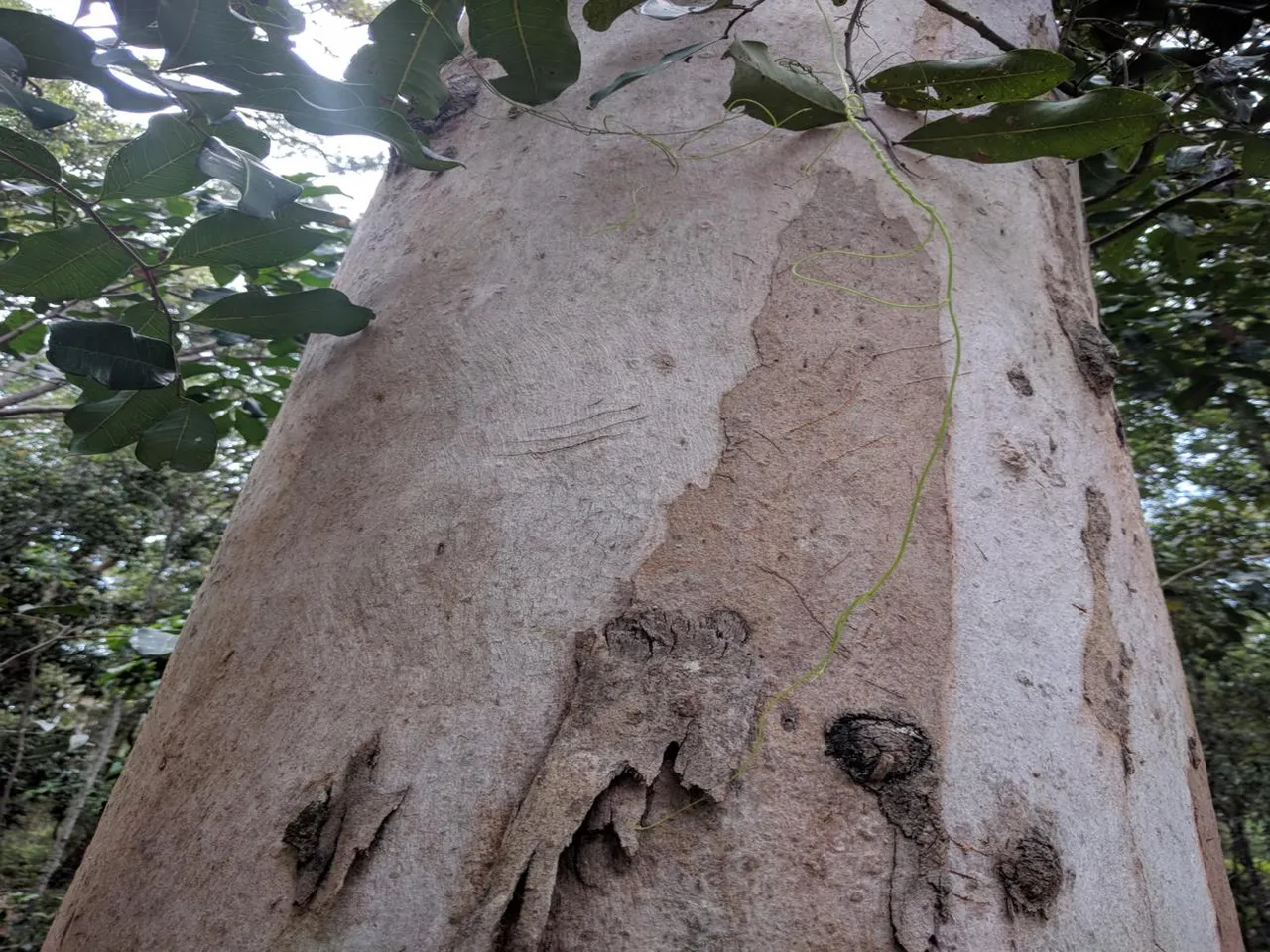 2002_Ben-Bennett-Koala-evidence.jpg