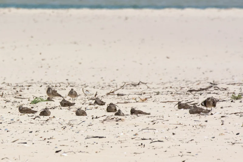 Whimbrels-sleeping-scaled.jpg