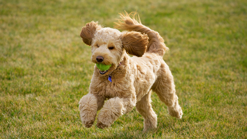 Furry friend enjoying a local dog park. 