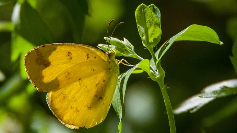 Gardens for Butterflies