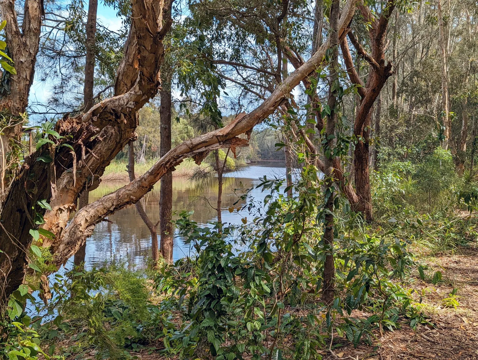 Stumers Creek to Magenta Drive Park, Coolum