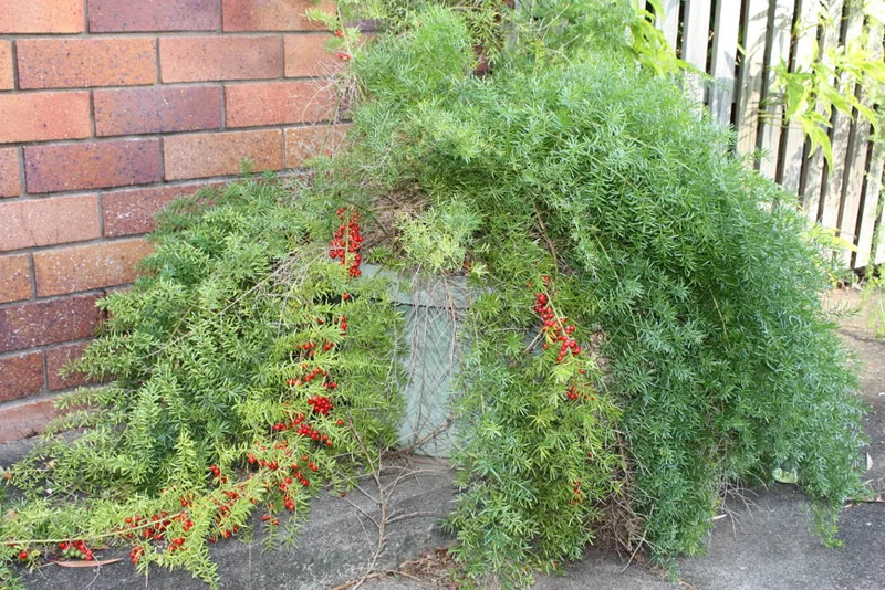 Basket-asparagus-fern-in-a-pot.jpg