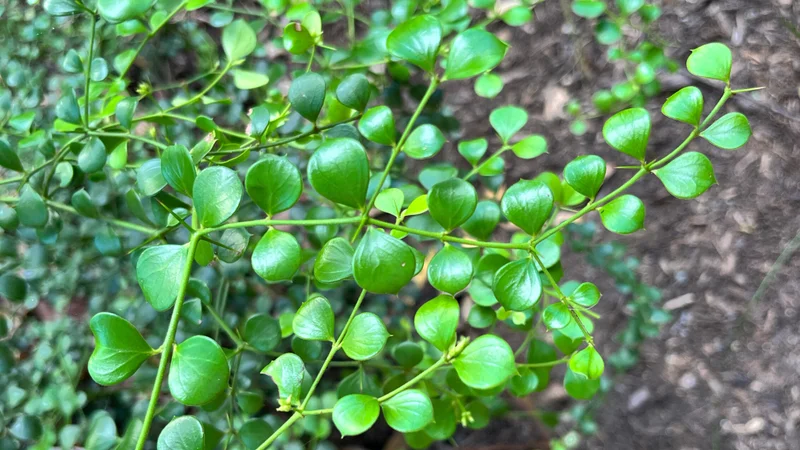 Currant Bush, Carissa ovata