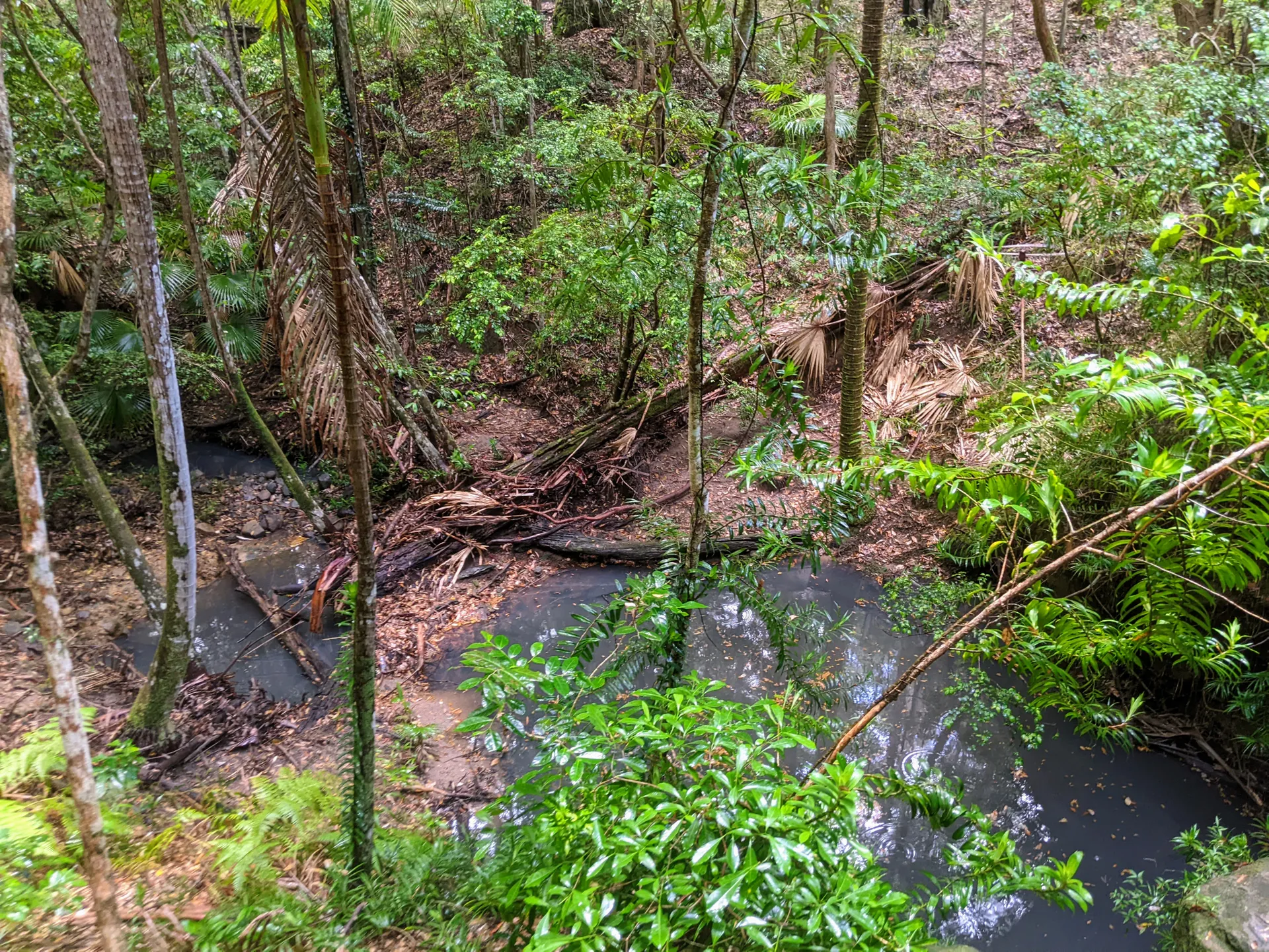 Maroochy Bushland Botanic Garden, Lagoon Walk