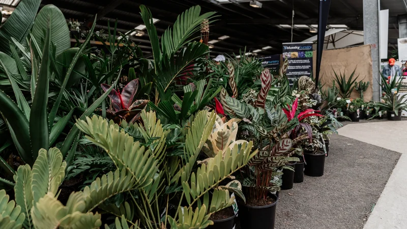 A variety of plants waiting for their new home and garden to grow in.