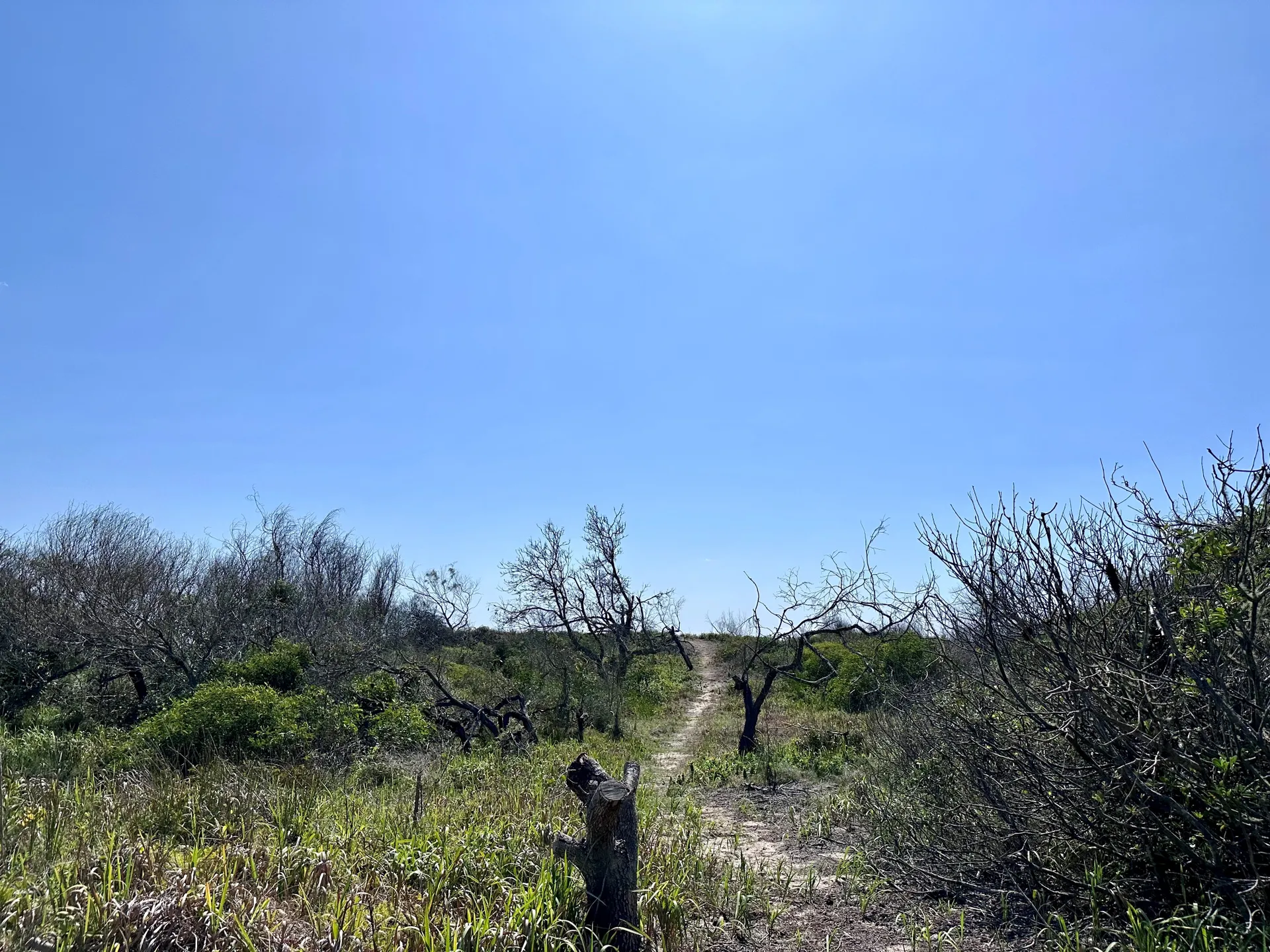 A barren dune after trees were severely poisoned and plants pulled out and removed.