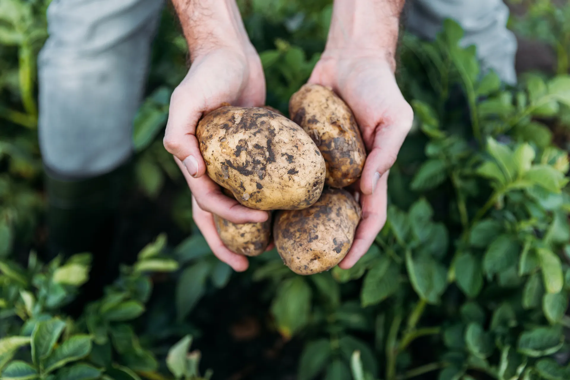harvesting potatoes