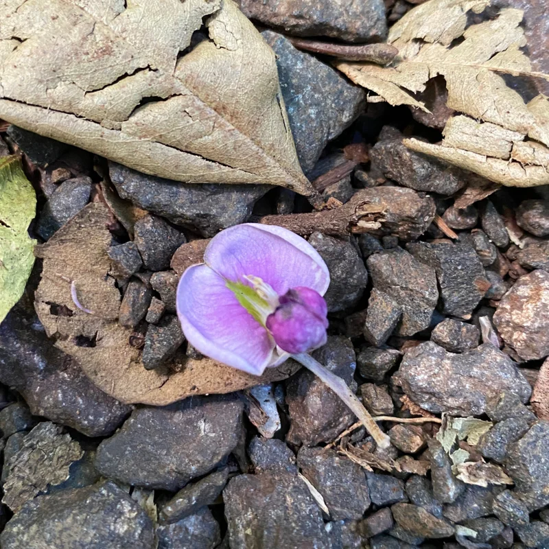 Native wisteria - square RF.jpg