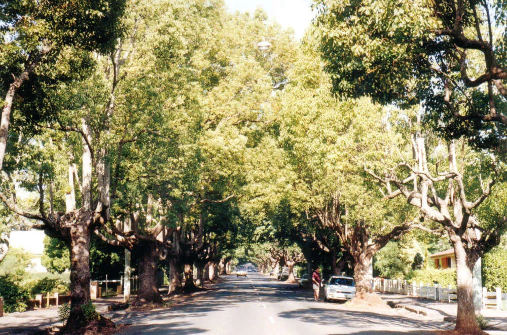 Camphor-laurel-infestation-along-roadside.jpg