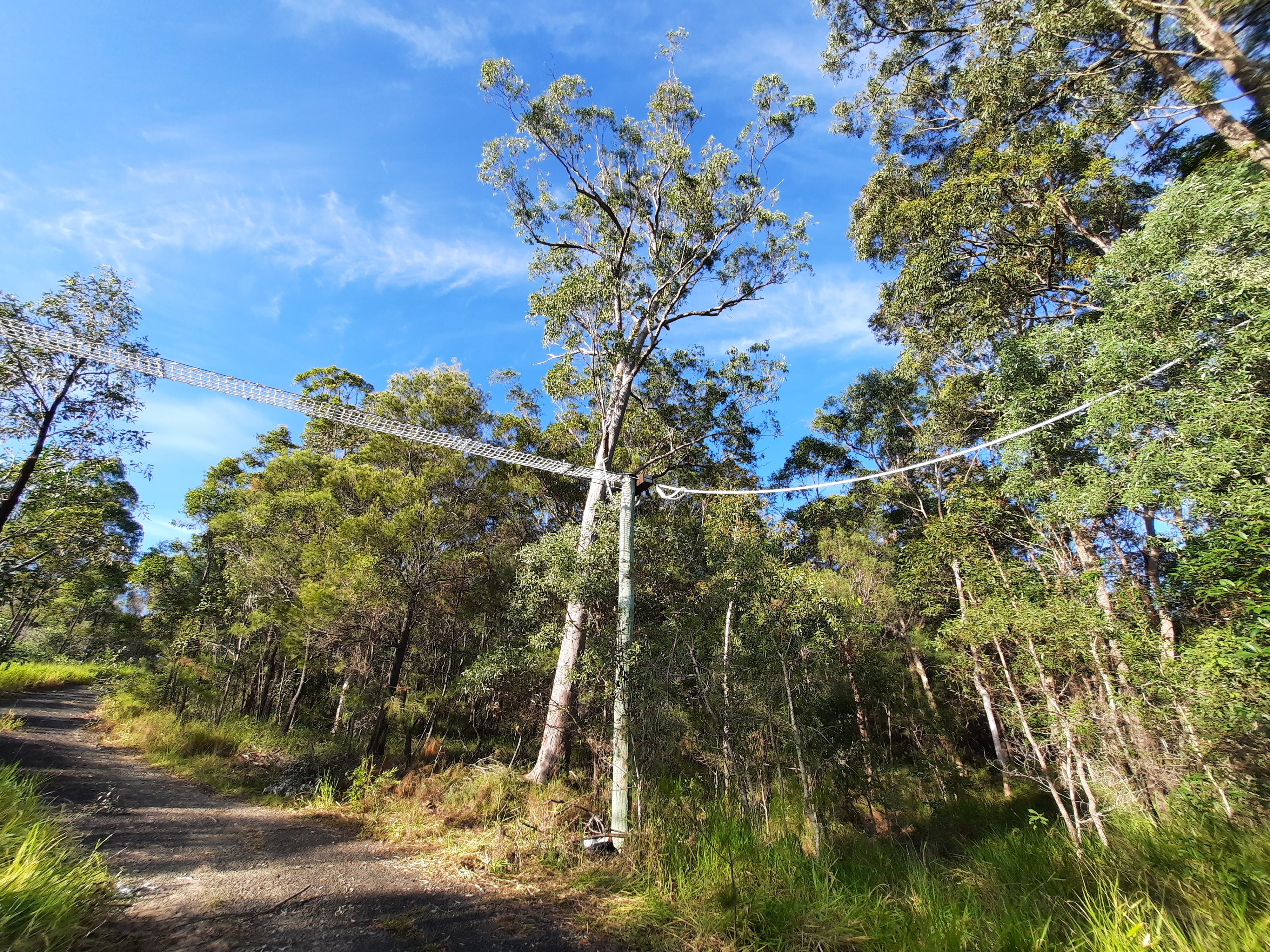 Cresswell Road fauna crossing. Wildlife bridge over Caloundra Road. | OurSC
