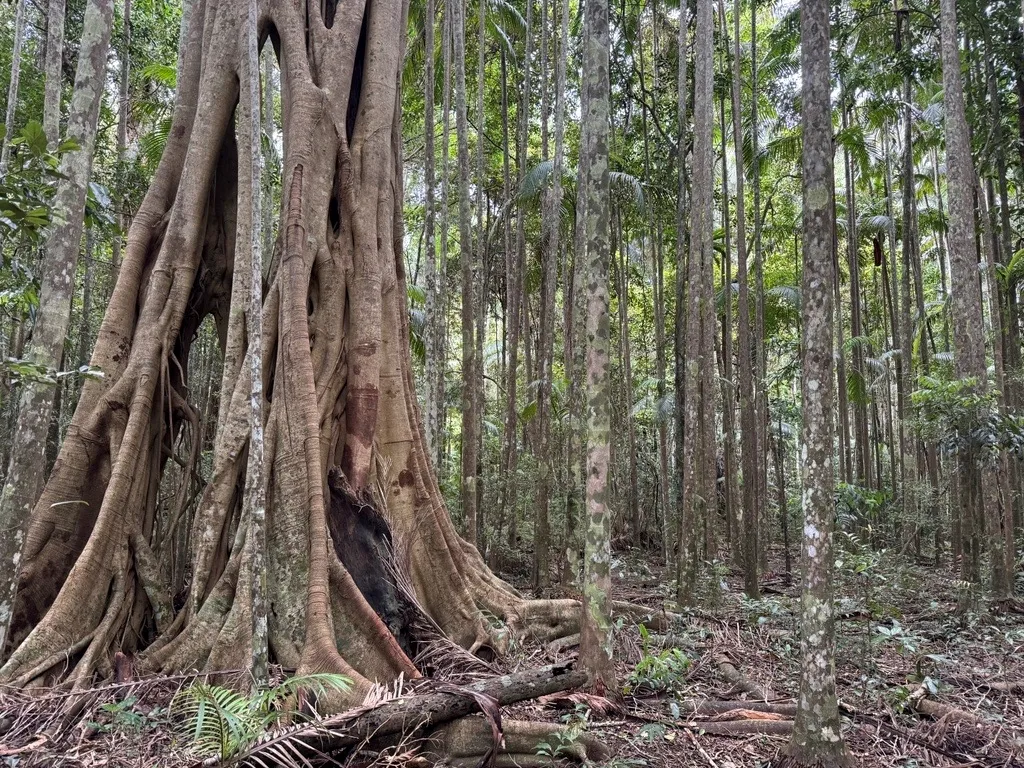 Forests cover much of the purchased site.