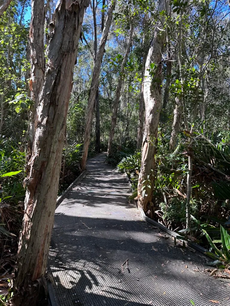 Tree lined paths