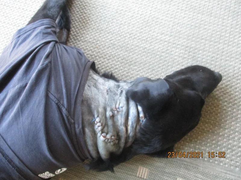 Dog-Hooch-injured-at-Currimundi-on-21-April.jpg