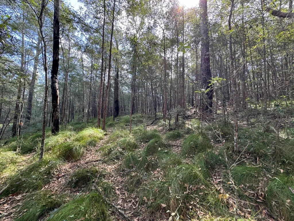 Forests at the purchased site.