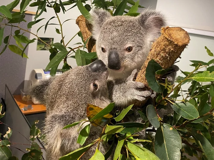 Koala-11-web.jpg