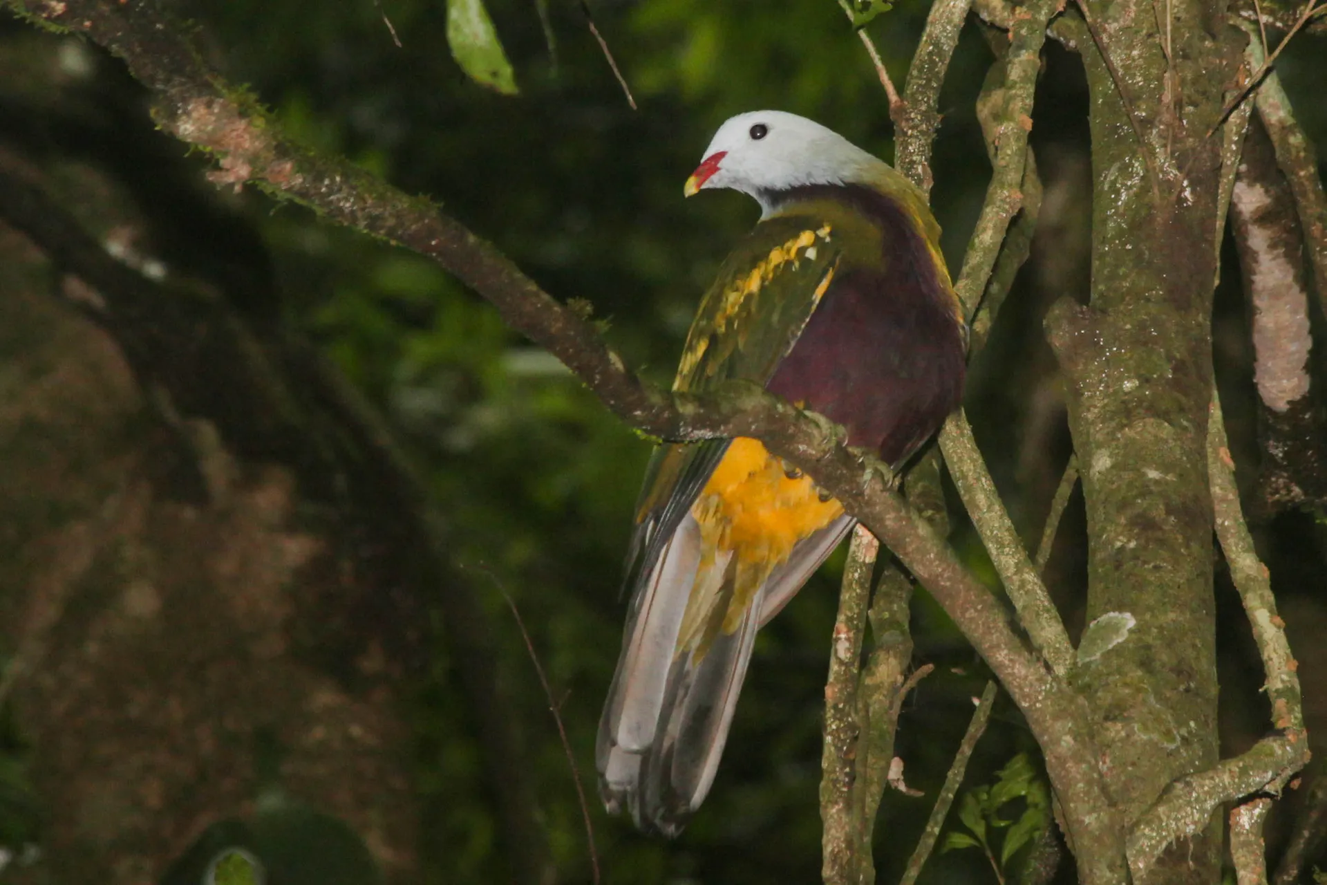 A wompoo fruit dove in a tree.