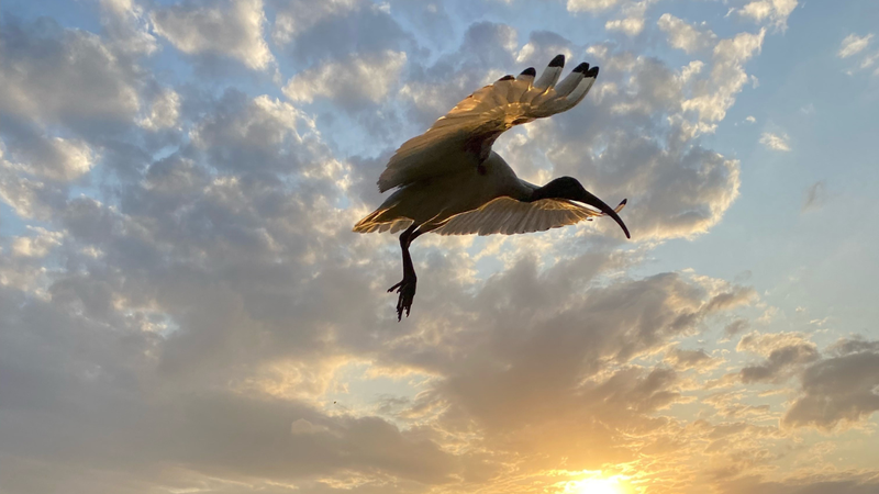 Ibis-OurSC.png
